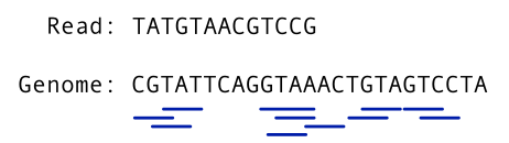 "Maximal Exact Matches between a read and a genome with length of 3 or more"