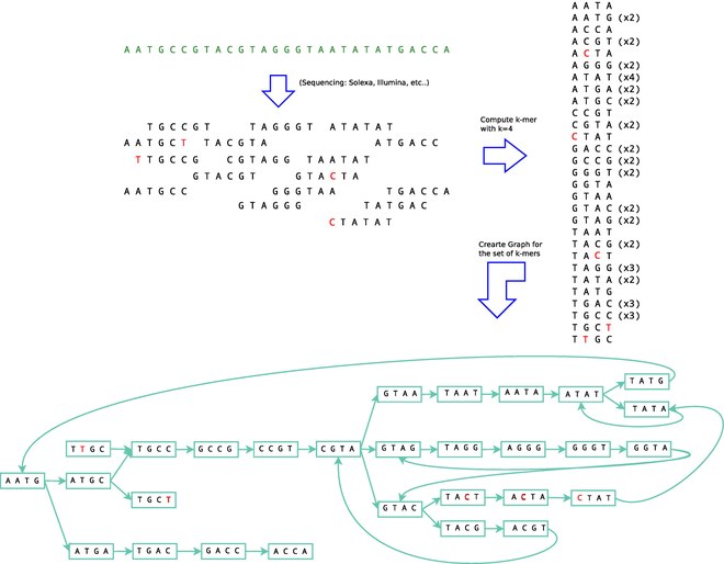 An example *de Bruijn* graph. Reads represent fragments of a transcript, then k-mers within these reads are used to form a graph.