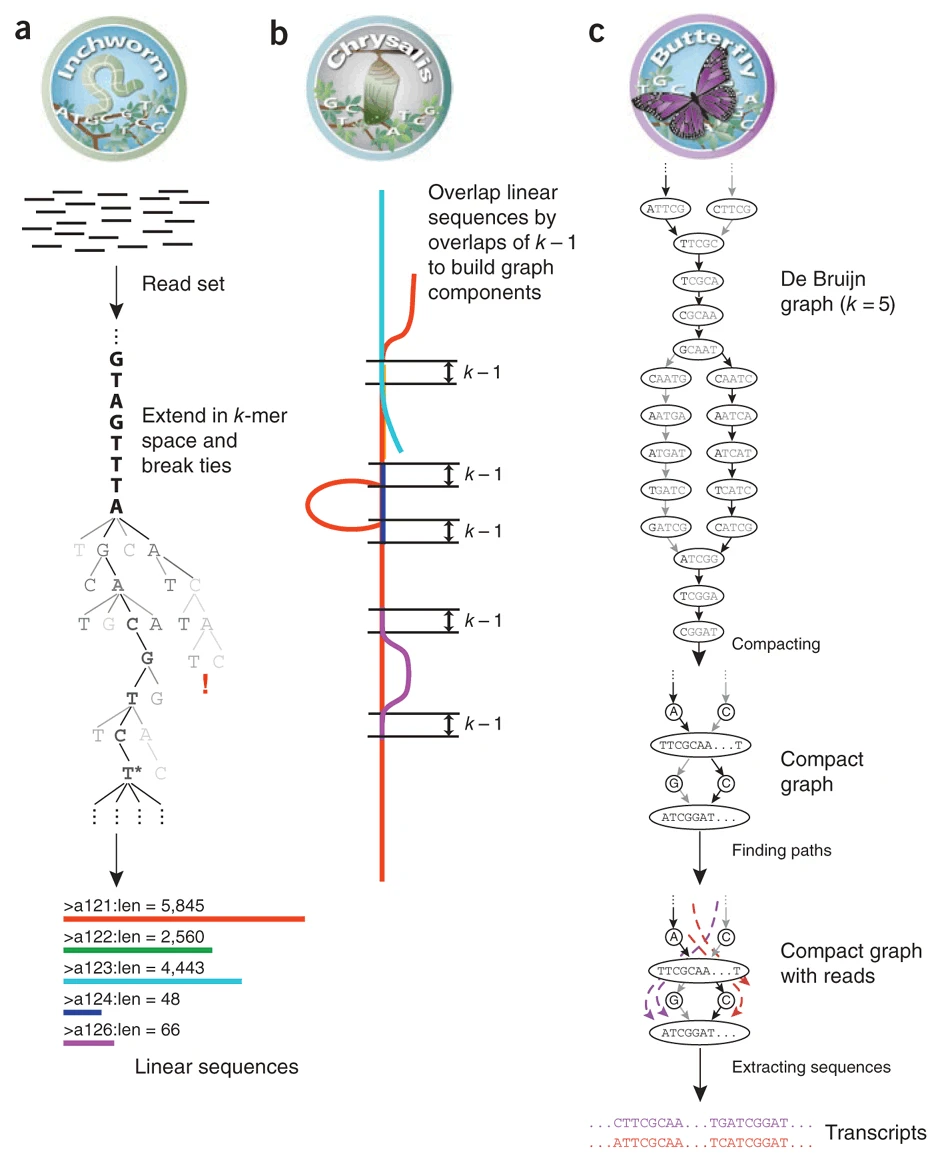 The overall process used by Trinity when assembling a *de novo* transcriptome