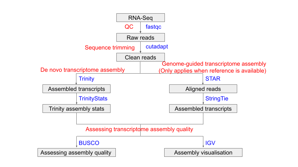 Transcriptome assembly flowchart