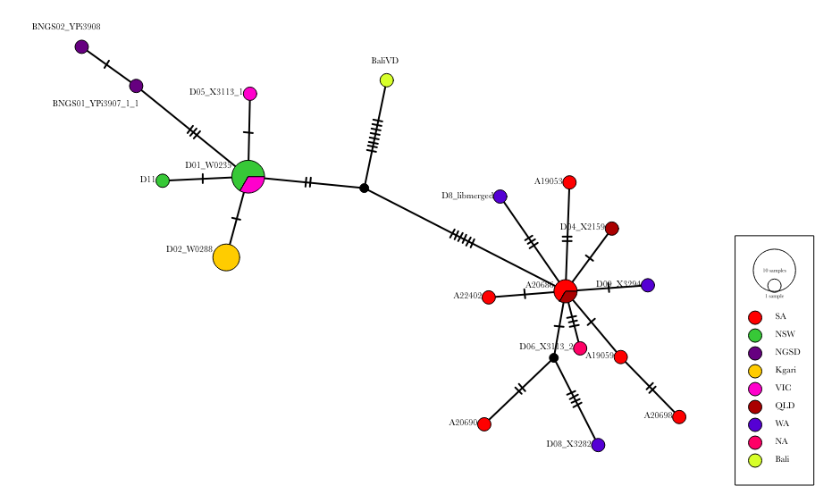 A Medium-Joining Network with ancient and modern Dingoes, as well as New Guinea Singing dogs and Bali Village Dog