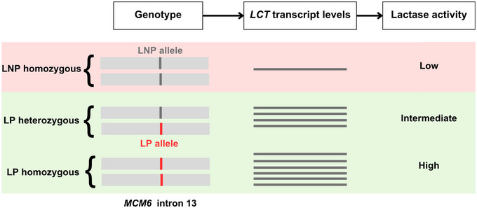Genetics of lactase persistence