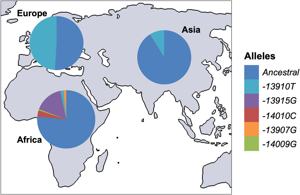 SNPs associated with lactose persistence across different populations