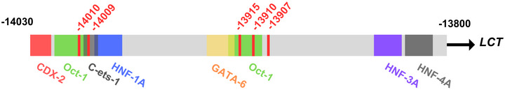 SNPs conferring lactase persistence