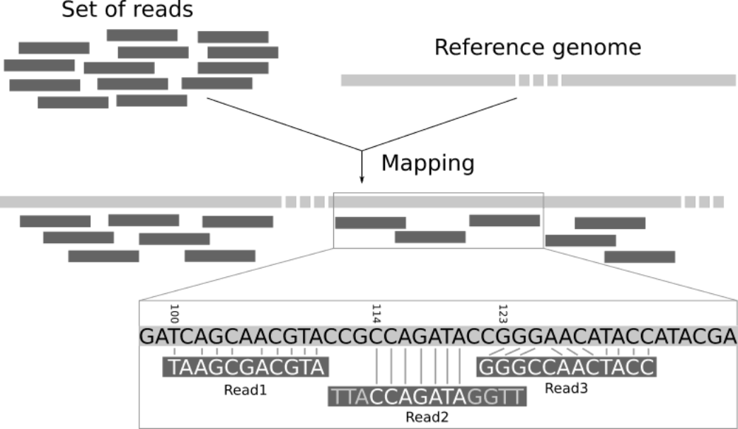 Mapping reads to a  reference